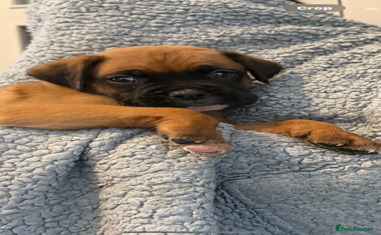 Boxer dogs - Advert 3