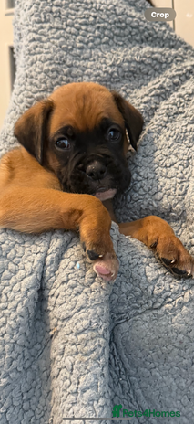 Boxer dogs - Advert 3