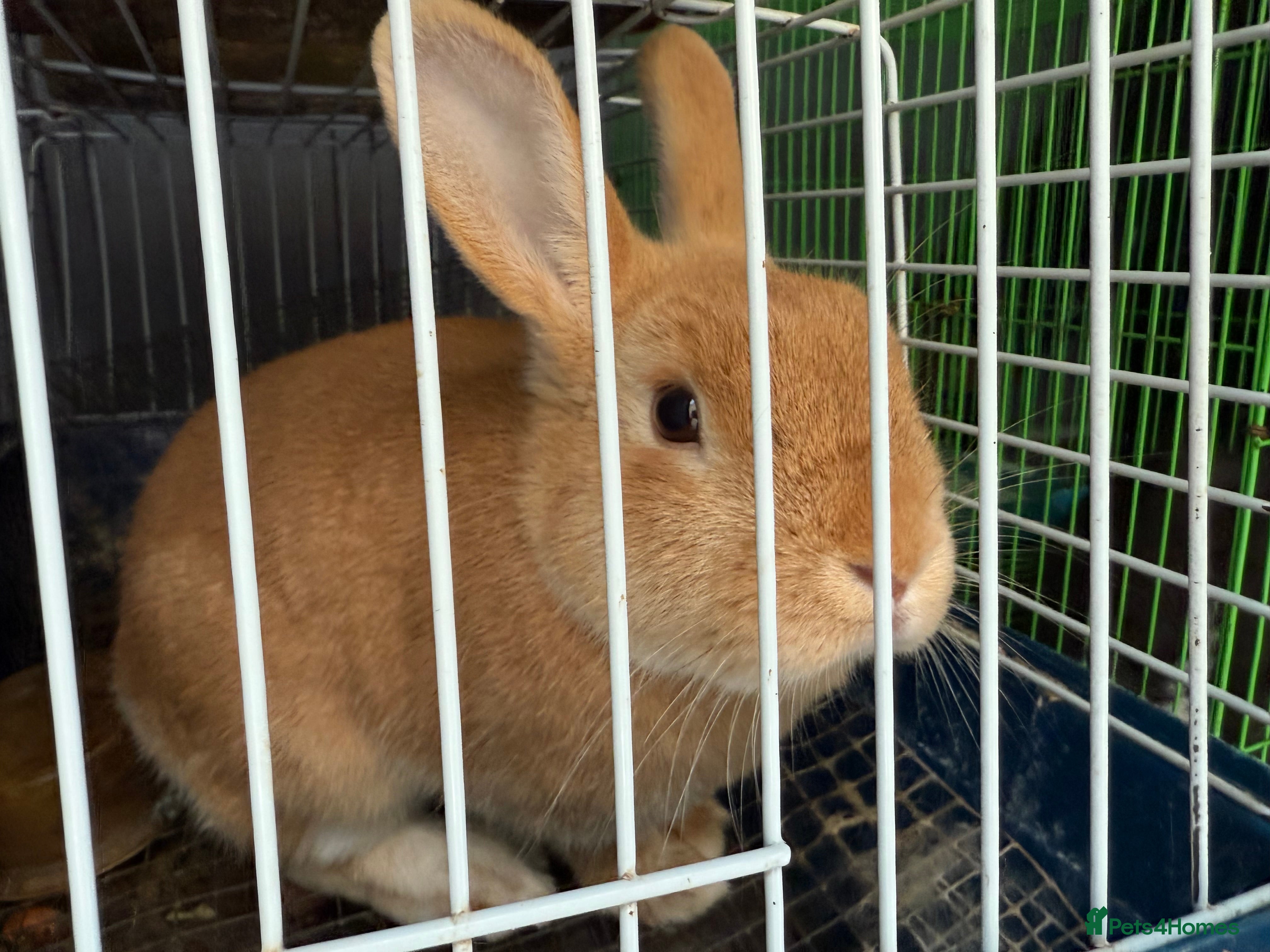 Lionhead rabbits Rabbits  - Advert 6