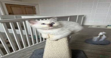 Ragdoll cats - Advert 6