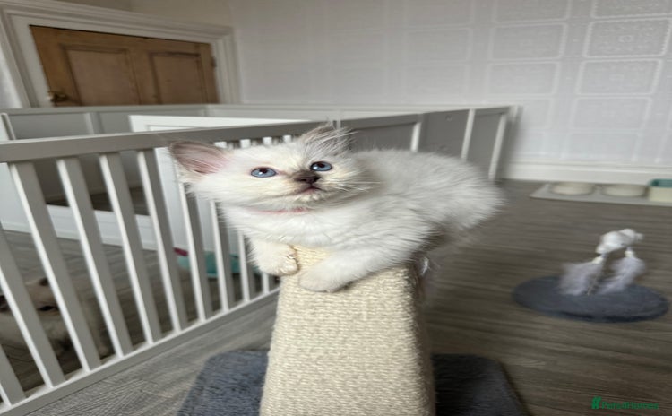 Ragdoll cats - Advert 2