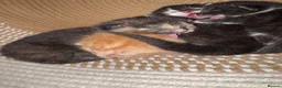 Mixed Breed cats for sale: 5 Moggy Kittens  - Advert 13