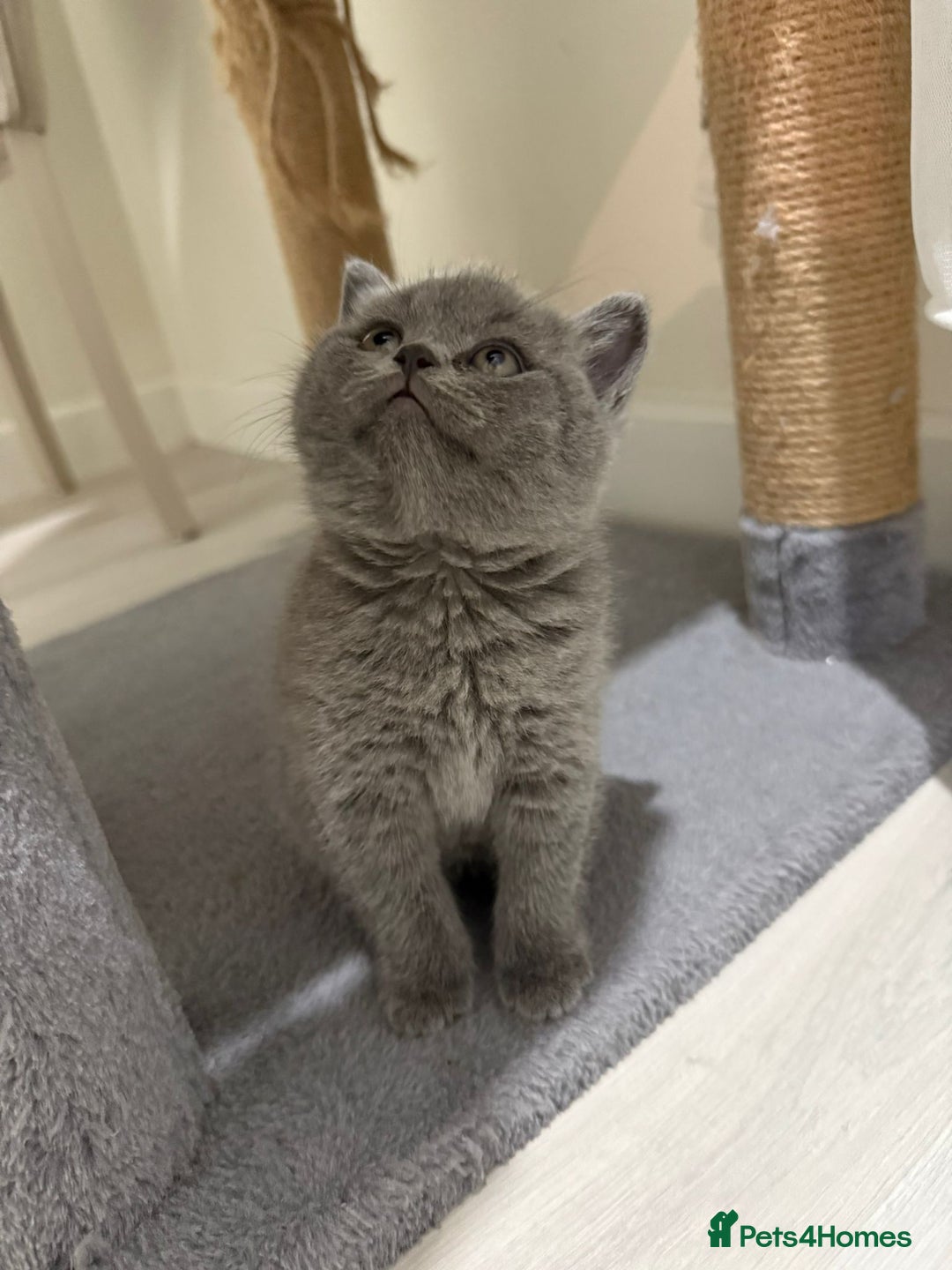 British Shorthair cats for sale: British shorthair kitten - Advert 7