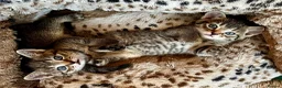 Bengal cats for sale: Glittery Bengal X With Famous References! - Advert 12