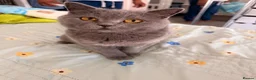 British Shorthair cats for sale: Gorgeous British short hair 5 months old kitten  - Advert 10