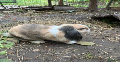 Mini Lop rabbits in Leatherhead - Advert 1