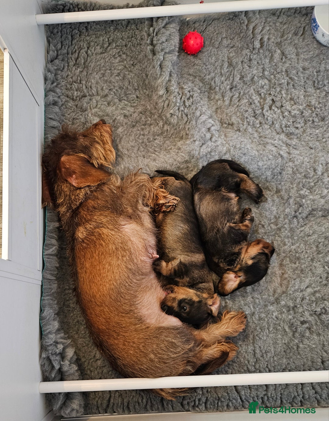 Miniature Dachshund dogs for sale: Handsome miniture wirehaired dachshund boy - Advert 3
