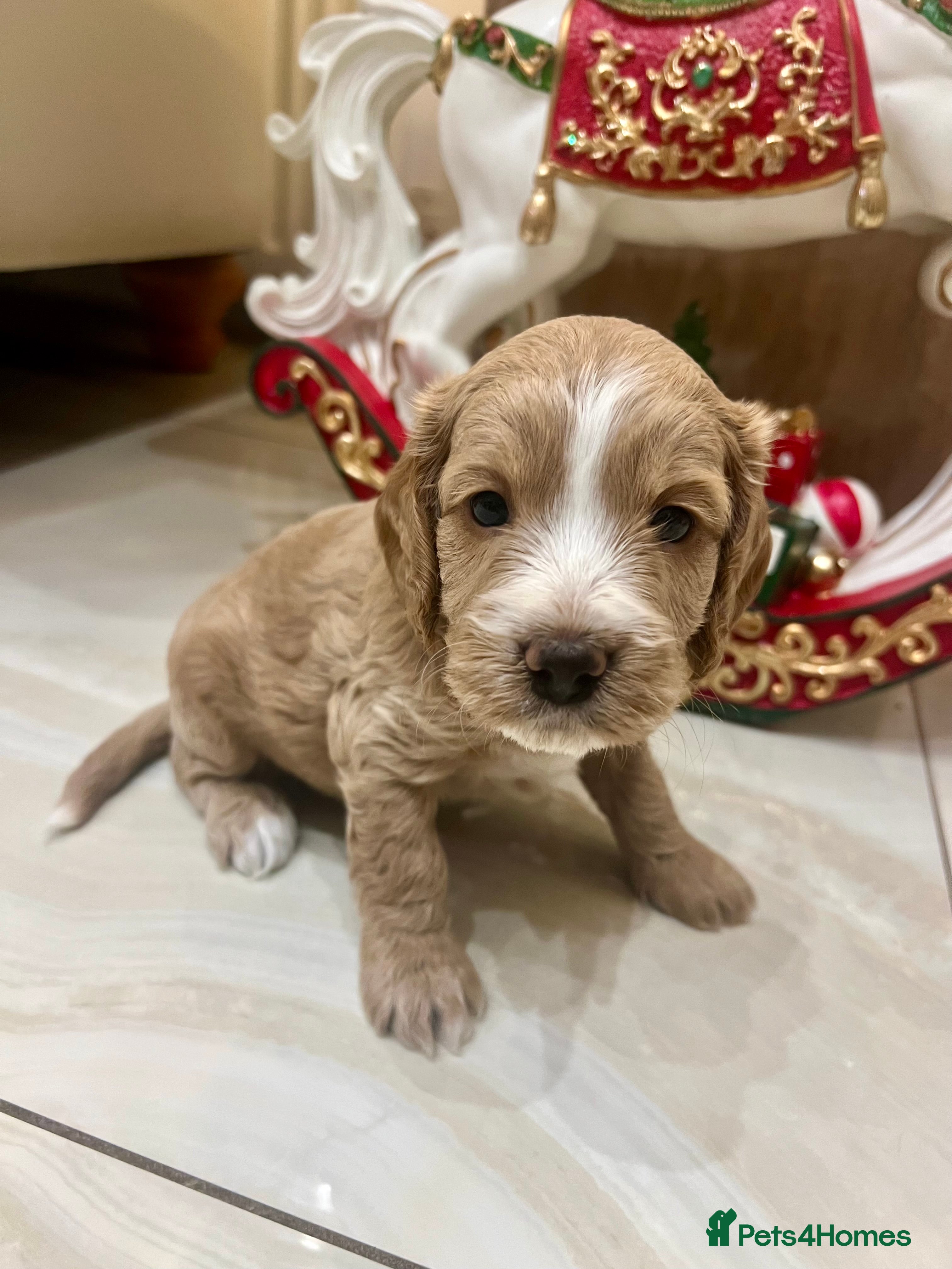 Cockapoo dogs ♥️Beautiful Toy Cockapoo Puppies Kc Reg Parents - Advert 5