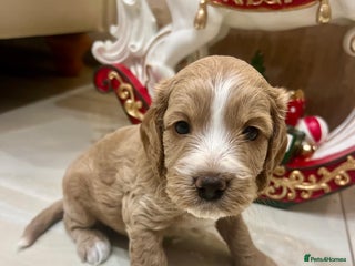Cockapoo dogs ♥️Beautiful Toy Cockapoo Puppies Kc Reg Parents - Advert 5