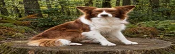 Border Collie dogs for sale: TRAINED BORDER COLLIE DOG BRED FOR TEMPERAMENT - Advert 2