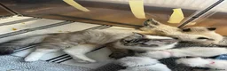 Ragdoll cats for sale: GCCF Registered Kittens - Advert 19