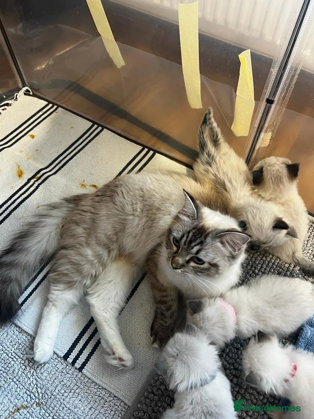 Ragdoll cats for sale: GCCF Registered Kittens - Advert 19