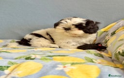 Shih Tzu dogs for sale: Full vaccinated - Gorgeous Shih Tzu male puppy in Somerton - Image 2