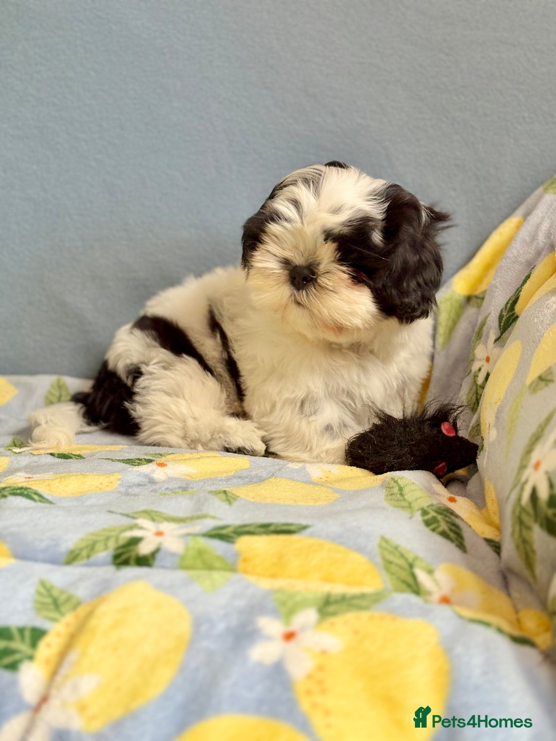 Shih Tzu dogs for sale: Full vaccinated - Gorgeous Shih Tzu male puppy in Somerton - Image 2