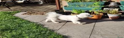 Bichon Frise dogs for stud: Charlie for stud not for sale  - Advert 6