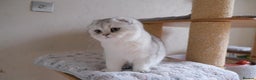 Scottish Fold cats for sale: Scottish fold and straight kittens  - Advert 5