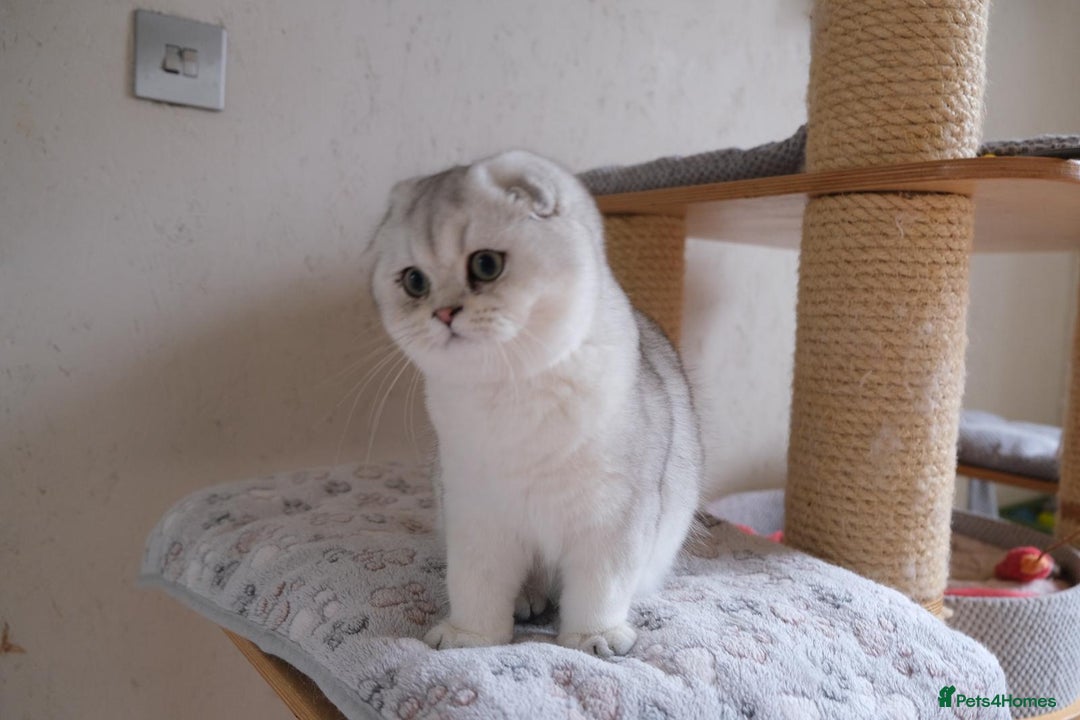 Scottish Fold cats for sale: Scottish fold and straight kittens  - Advert 5