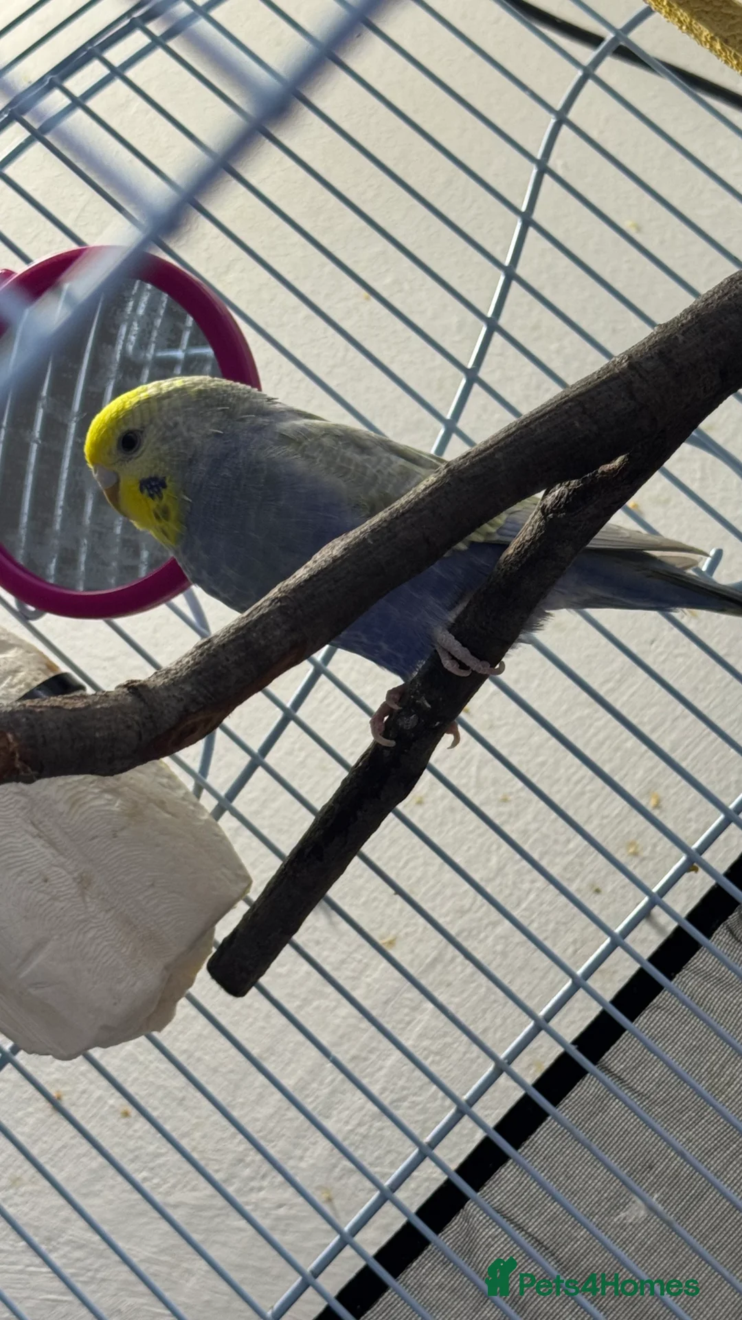 Budgerigars birds for sale: Budgie Young male - Advert 3