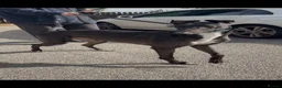 Greyhound dogs for sale: bale  - Advert 3