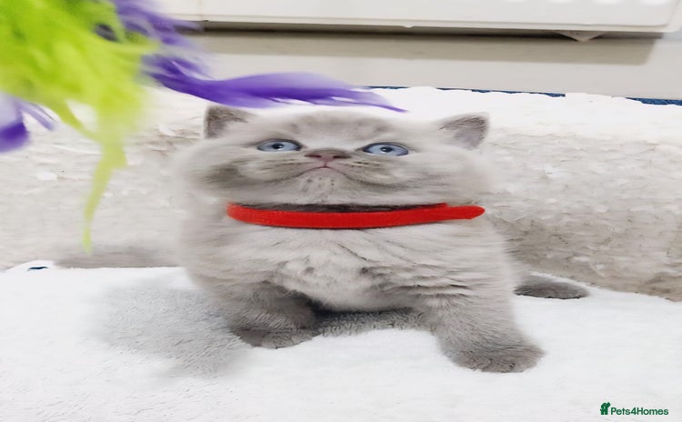 British Shorthair cats - Advert 3