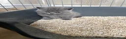 British Shorthair cats for sale: 6 beautiful British shorthair kittens, READY NOW* - Advert 32