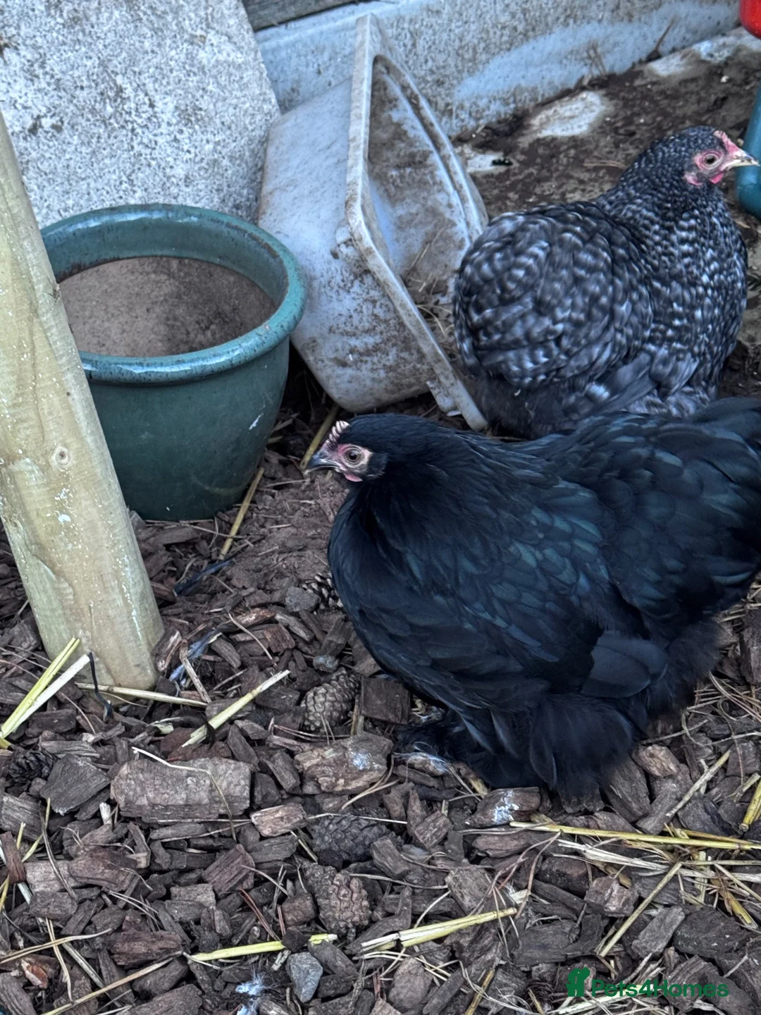 Chickens poultry for sale: 2 Pekin bantam pullets and unrelated cockerel  - Advert 4