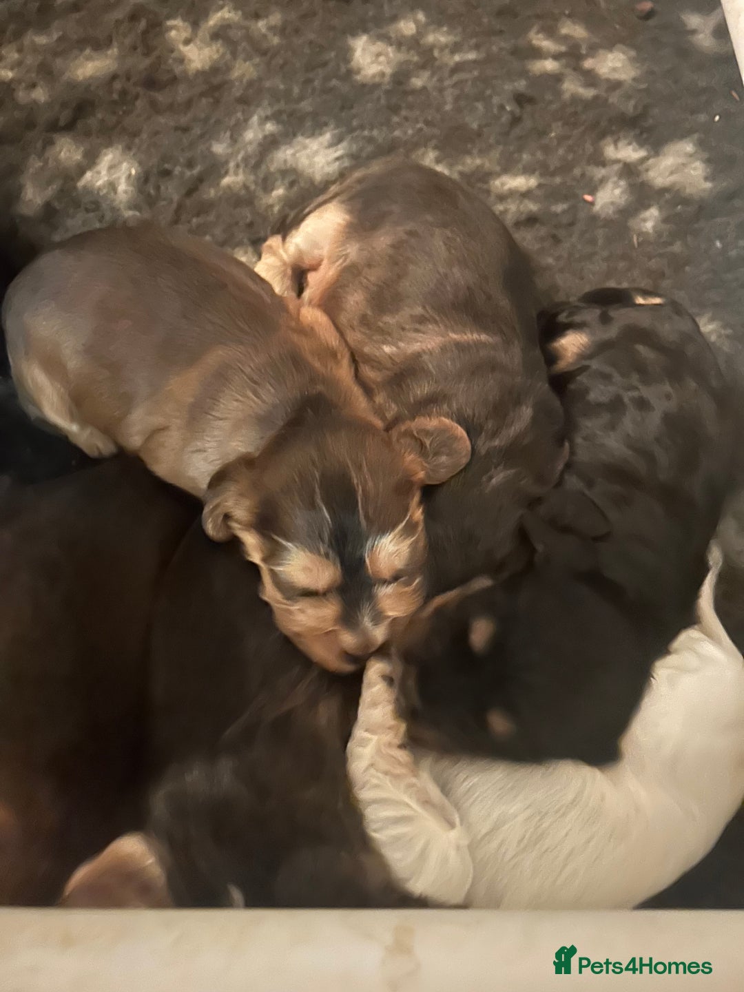 Cocker Spaniel dogs for sale: KC Reg Show Type Cocker Spaniel Puppies  - Advert 4