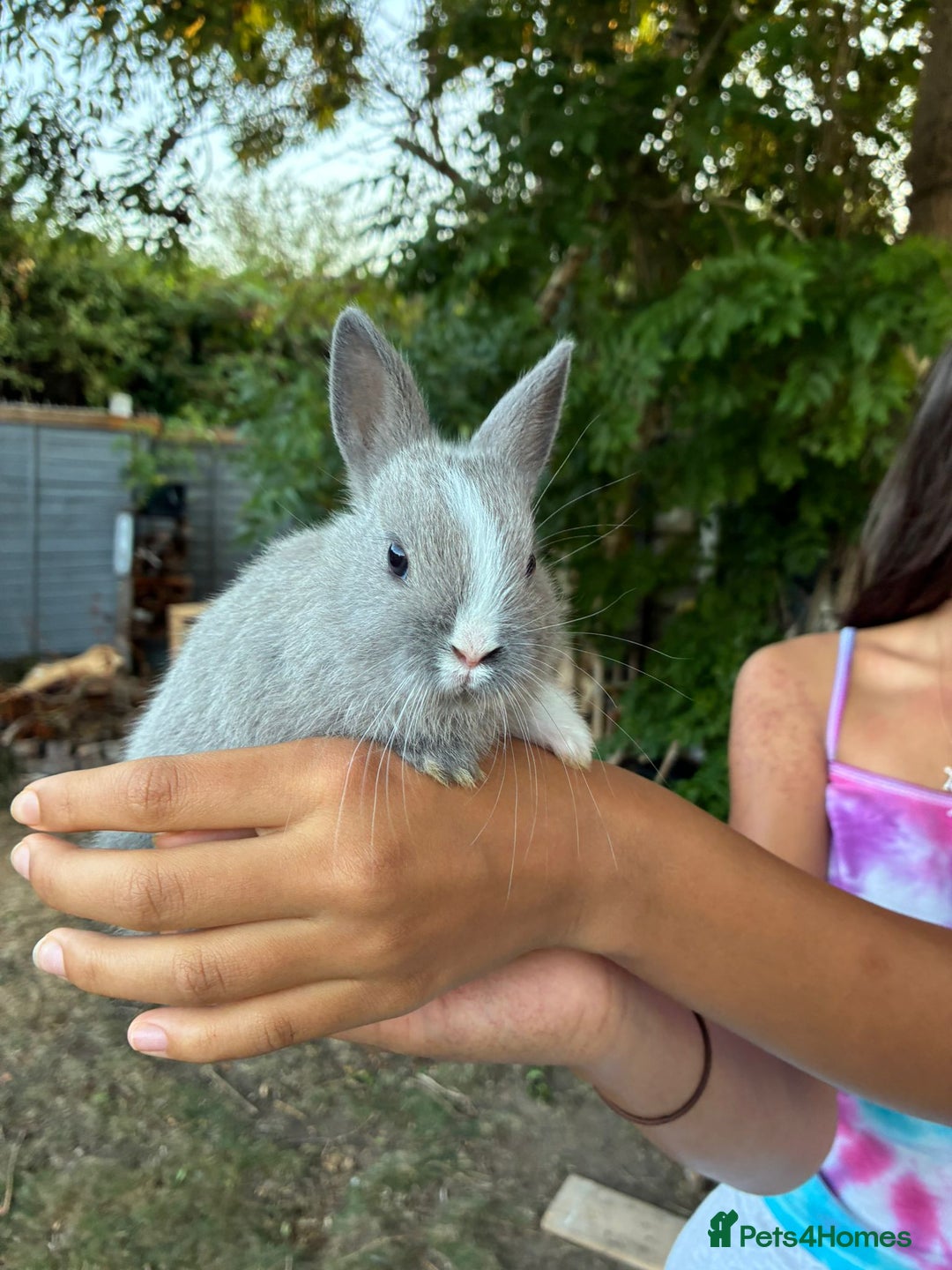 Netherland Dwarf rabbits for sale: Gorgeous Netherland dwarf bunnies  - Image 12