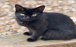 Mixed Breed cats for sale: Beautiful Black jand White female for sale  - Image 5