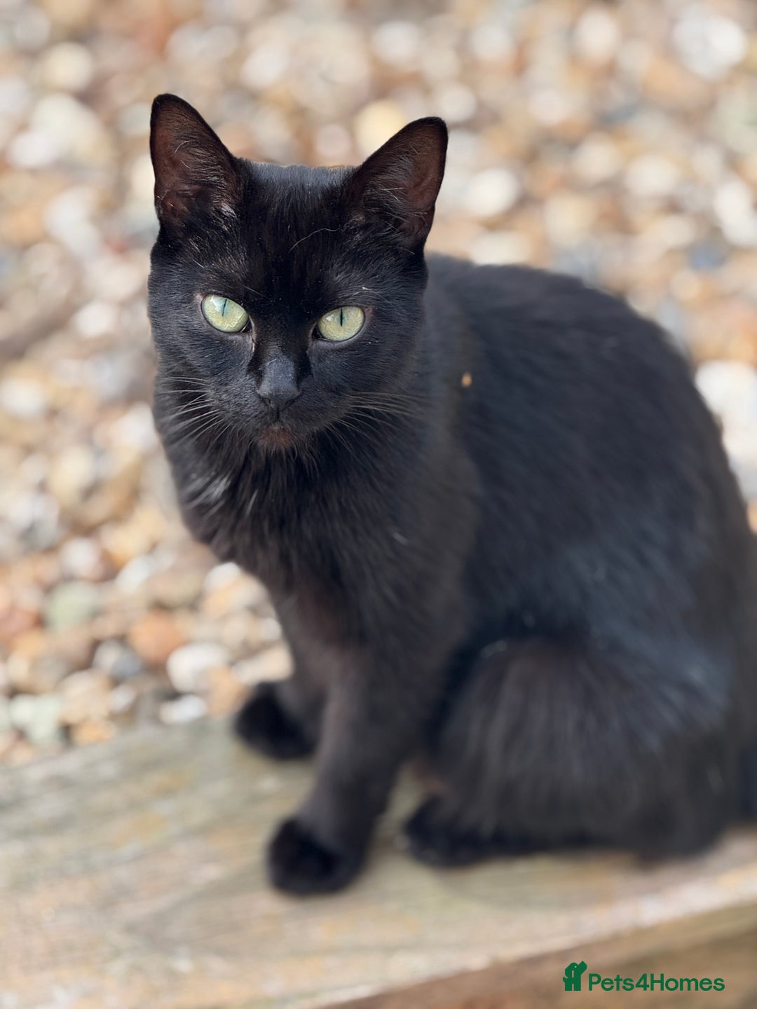 Mixed Breed cats for sale: Beautiful Black jand White female for sale  - Image 5