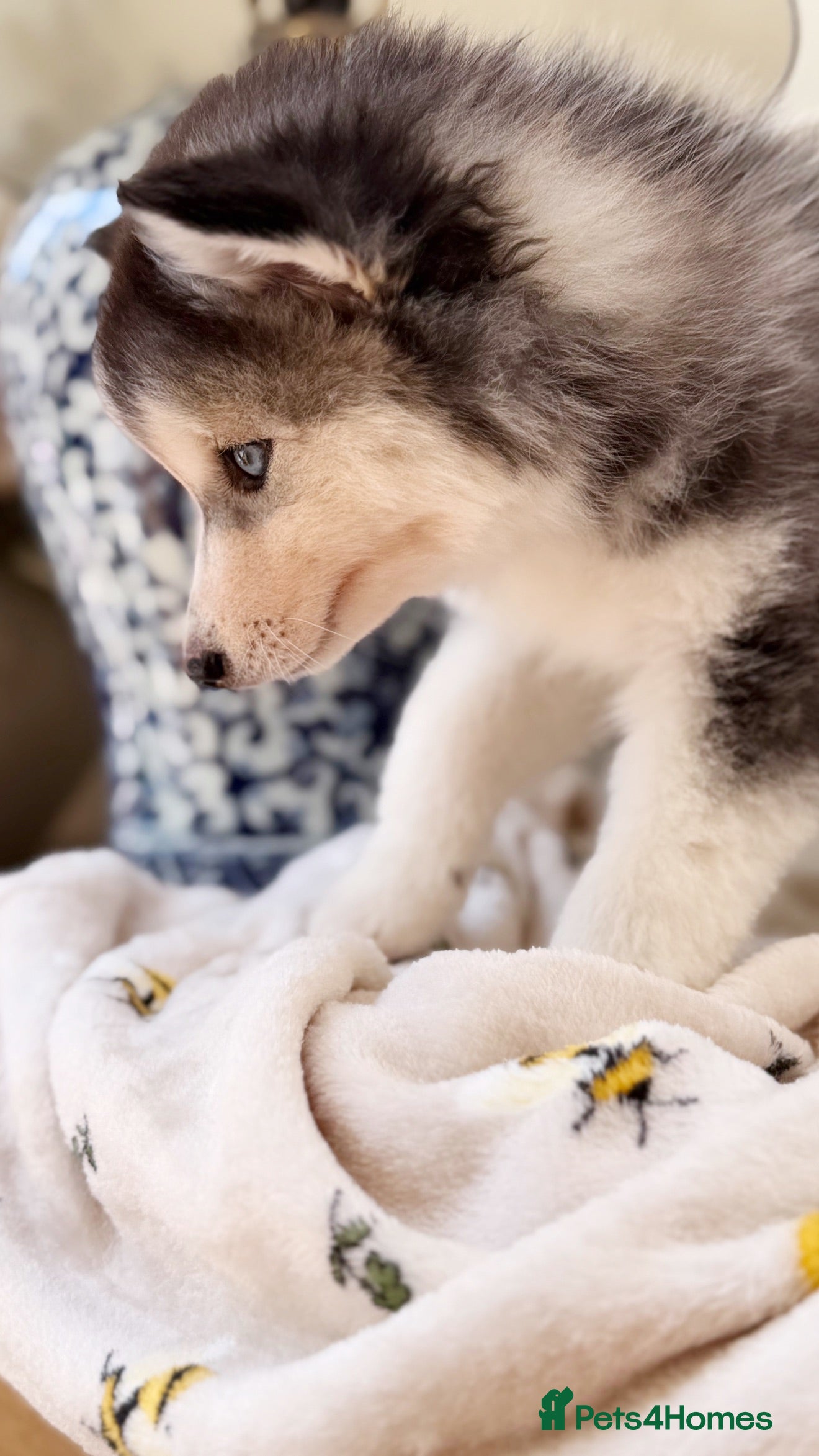 Pomsky dogs Blue Eyed Pomskies in London - only 2 left  - Advert 2