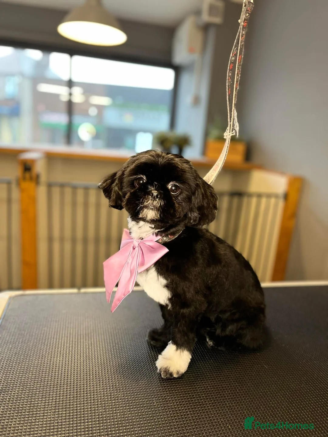 Shih Tzu dogs for sale: Shih Tzu Fully Vaccinated, Healthy, Gentle Female - Advert 2