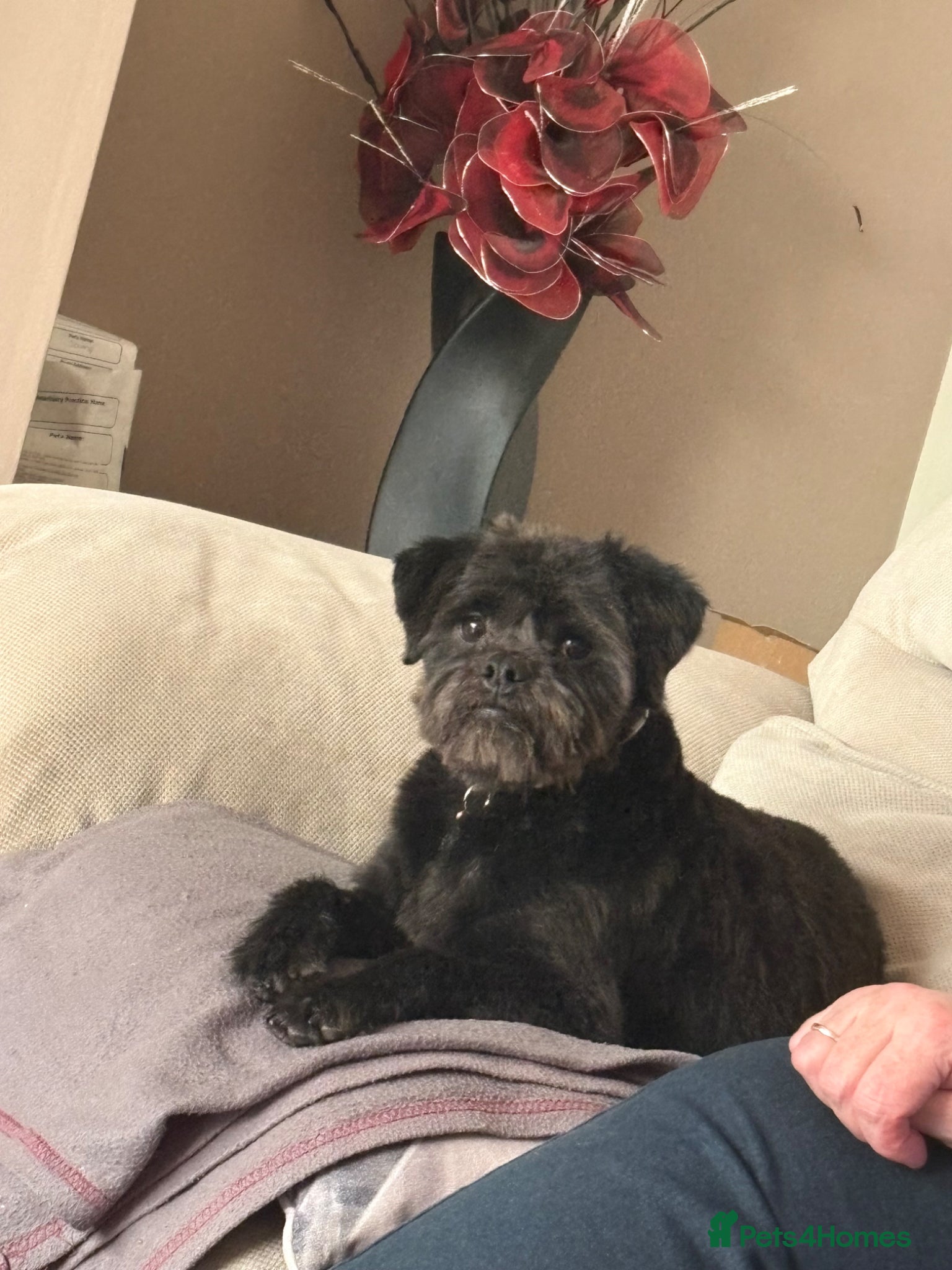 Mixed Breed dogs 10 month old Shug needs rehoming - Advert 1