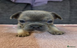 French Bulldog dogs for sale: Beautiful French Bulldog Puppies - Image 6