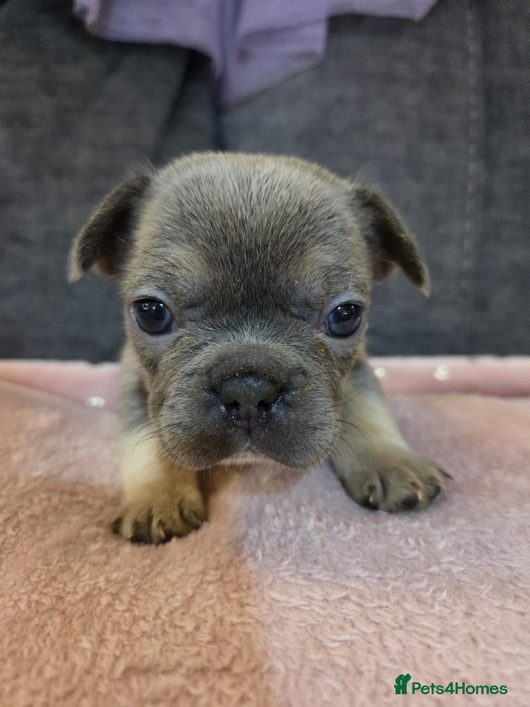 French Bulldog dogs for sale: Beautiful French Bulldog Puppies - Image 6