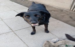 Labrador Retriever dogs for sale: Two older gentlemen seeking home together  - Image 9