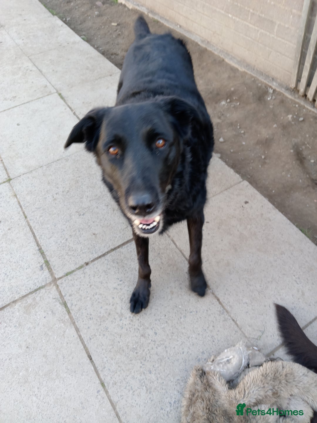 Labrador Retriever dogs for sale: Two older gentlemen seeking home together  - Image 9