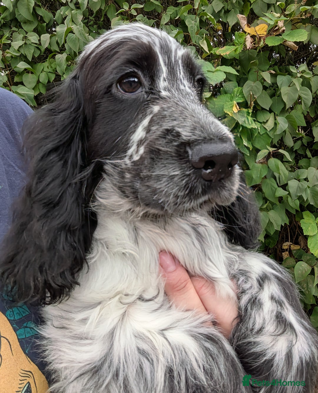 Cocker Spaniel dogs for sale: Beautiful Light Blue Show Pups Available! - Image 6