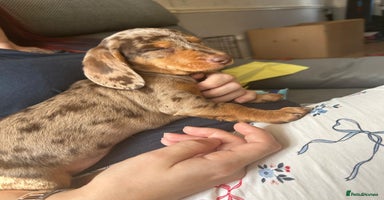 Dachshund dogs - Advert 4