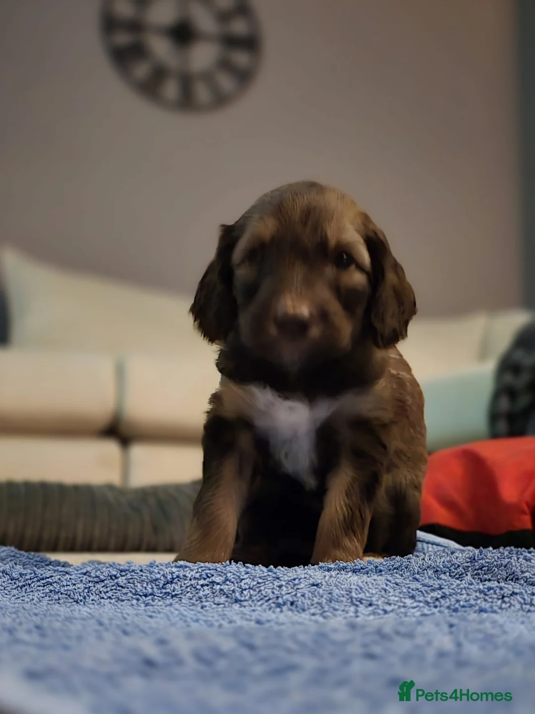 Sheepadoodle dogs for sale: Stunning sheepadoodle's - Advert 5