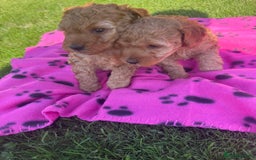 Miniature Poodle dogs for sale: KC registered Miniature Red poodles for Sale - Image 32