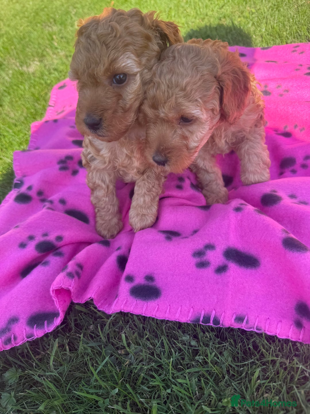 Miniature Poodle dogs for sale: KC registered Miniature Red poodles for Sale - Image 32