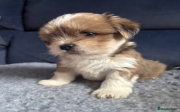 Lhasa Apso dogs for sale: Lhasa Apso Puppies – Tiny Tails, Big Hearts! - Image 14