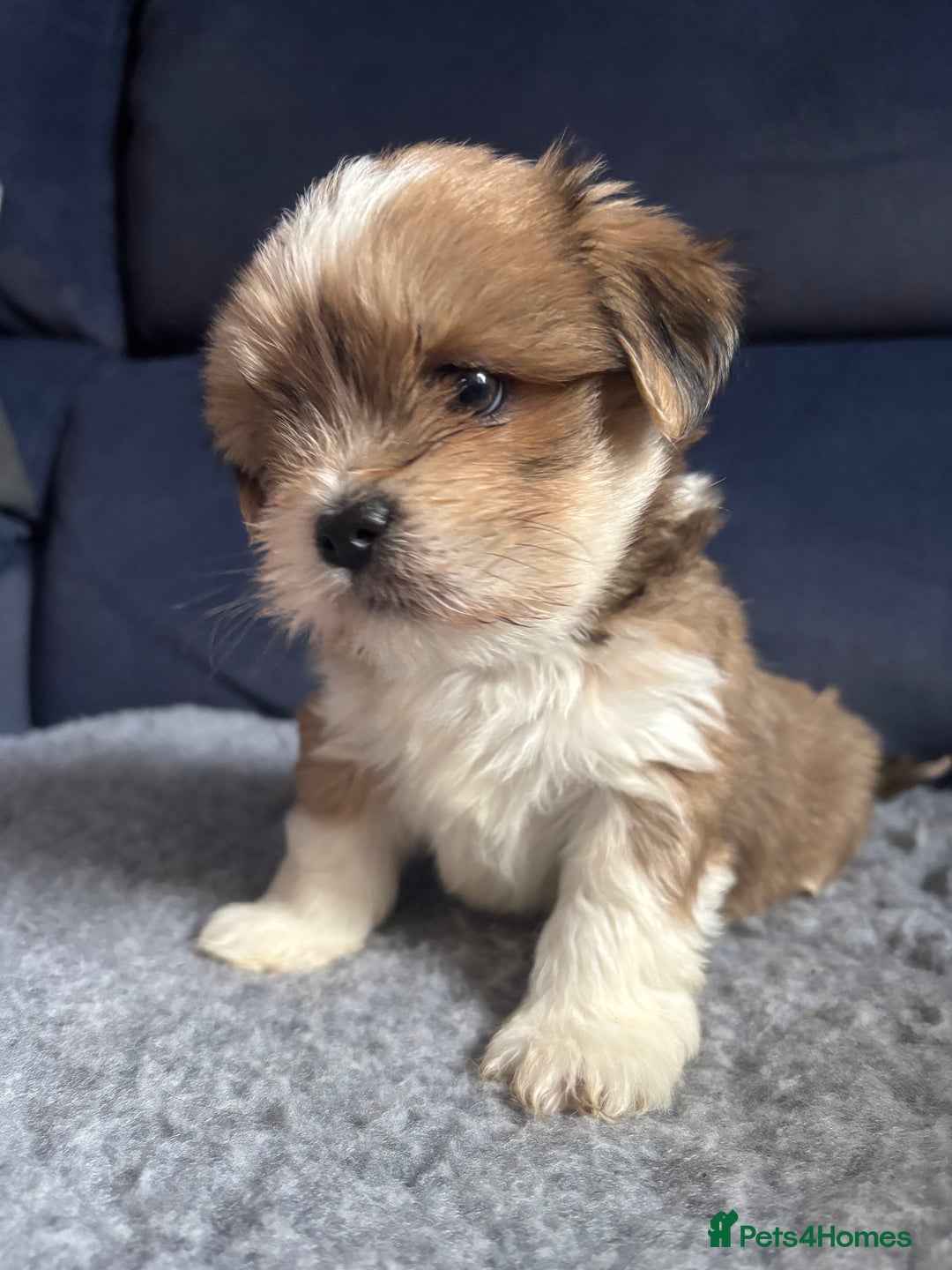 Lhasa Apso dogs for sale: Lhasa Apso Puppies – Tiny Tails, Big Hearts! - Image 14