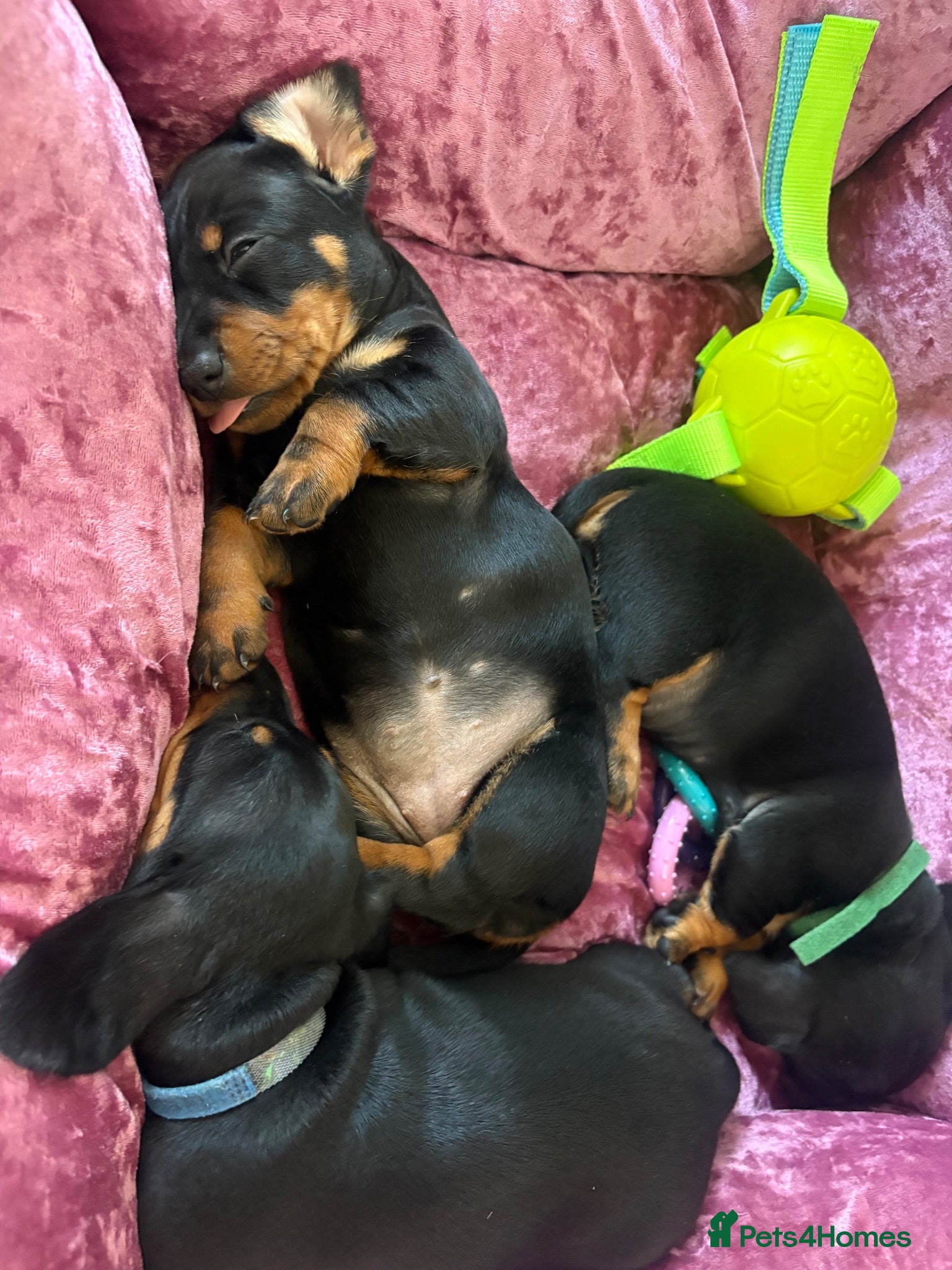 Miniature Dachshund dogs Mini dachshund puppies  - Advert 1