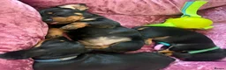Miniature Dachshund dogs for sale: Mini dachshund puppies  - Advert 1