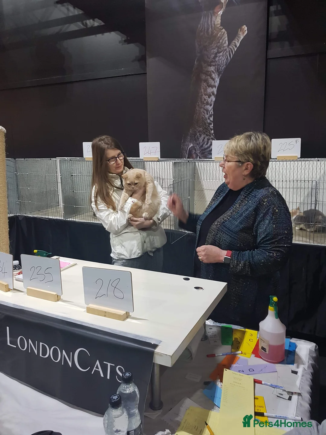 British Shorthair cats for stud: Cream British Shorthair For Stud - Advert 7