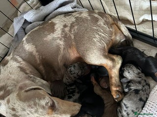 Miniature Dachshund dogs Beautiful Miniature Dachshund Puppies - Advert 1