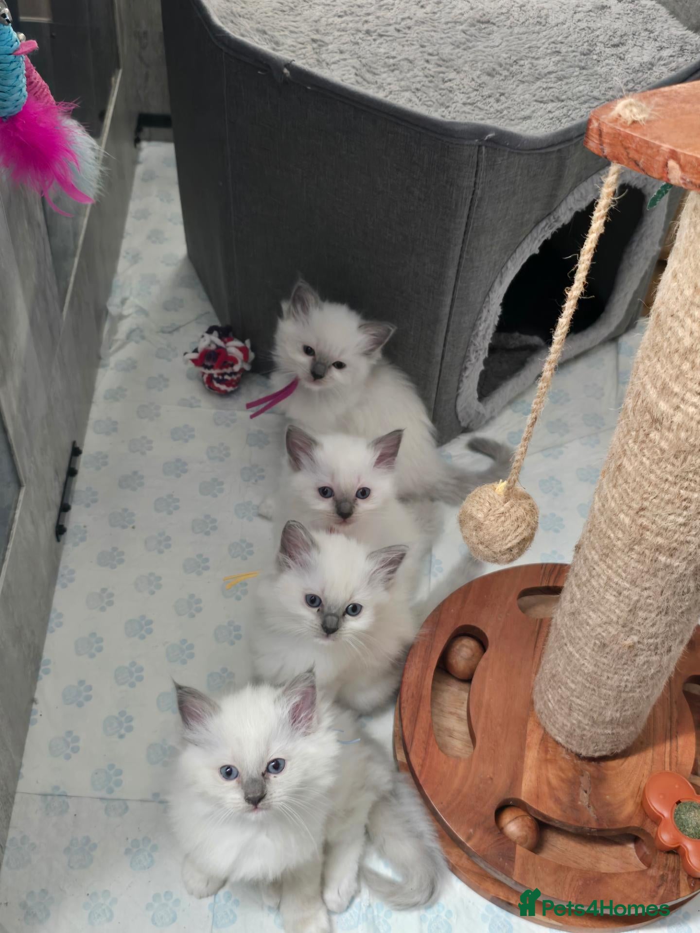 Ragdoll cats Gorgeous Princes Ragdoll Girl – Last One Remaining - Advert 2