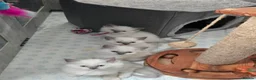 Ragdoll cats for sale: Sweet Fluffy Ragdoll Kittens Looking for Homes!  - Advert 7